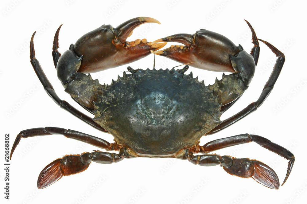 Obraz Live Crab On Isolation