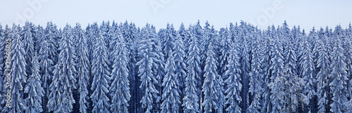 winterwald