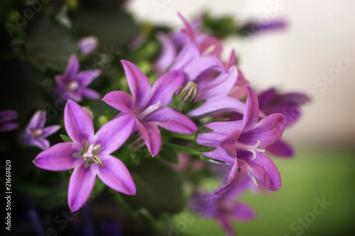 Tiny violet flowers
