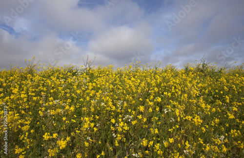 A group of yellow flowers in spring
