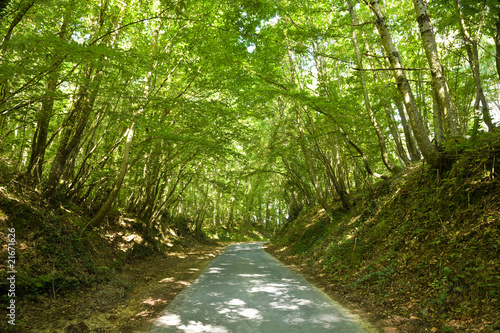 Roadway trough a thick forest in a sunny day