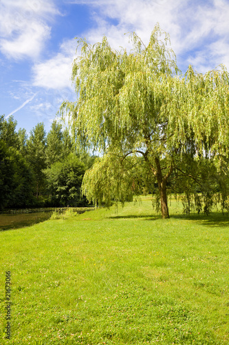 Obraz na plátně Willow at riverside in a sunny day