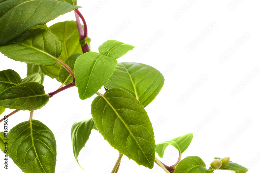 Fototapeta premium green leaves