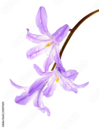 spring blue bells - scilla flower