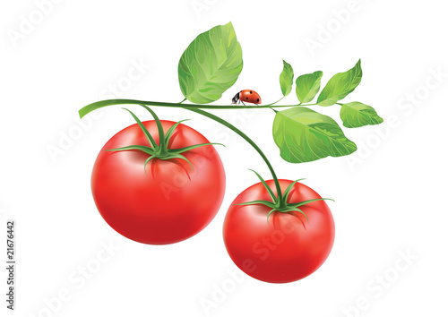 tomatoes on a branch with leaves and ladybug