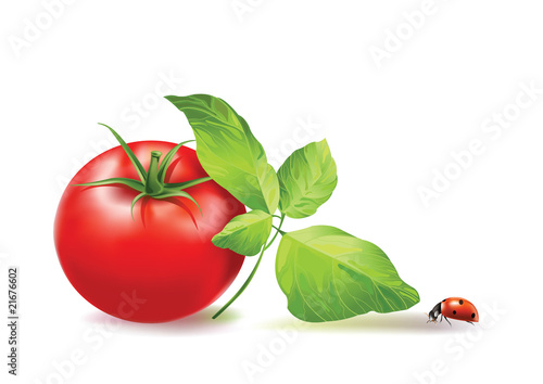 tomato with leaves and a ladybird