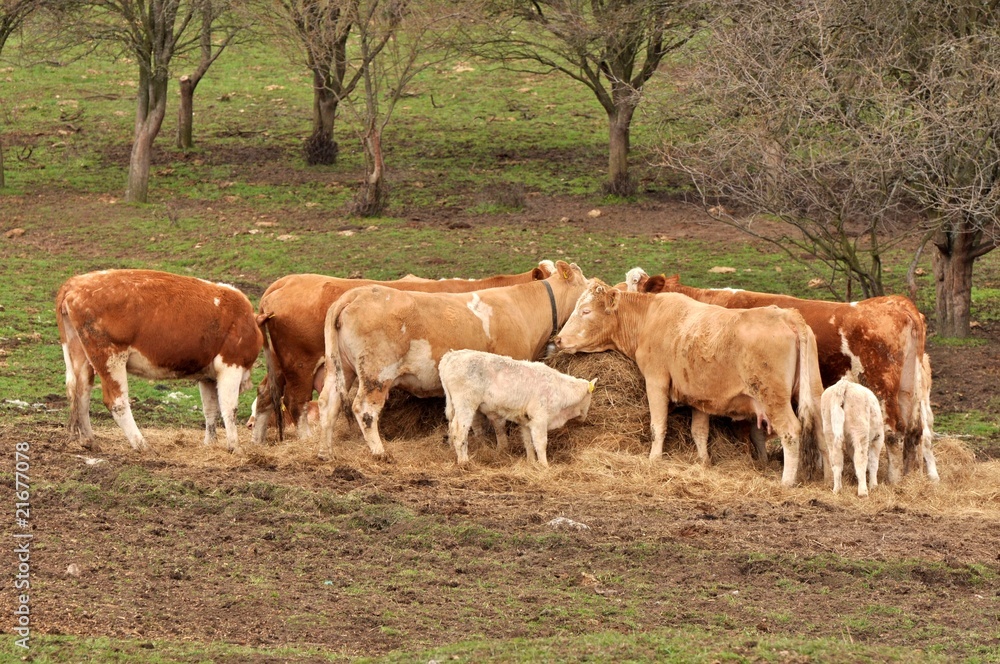 Obraz premium vaches