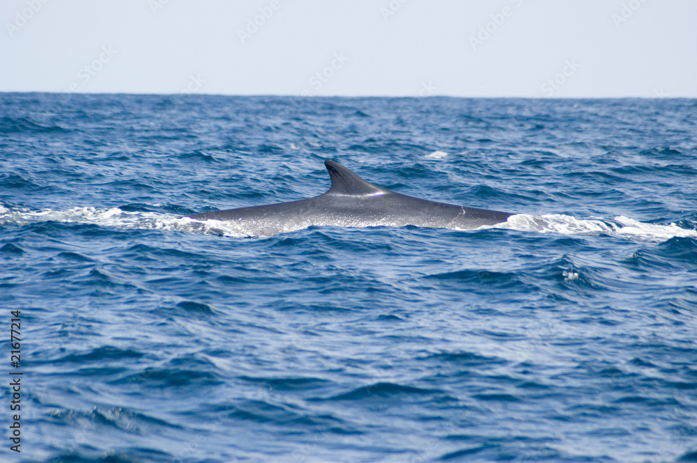 ballena ballena