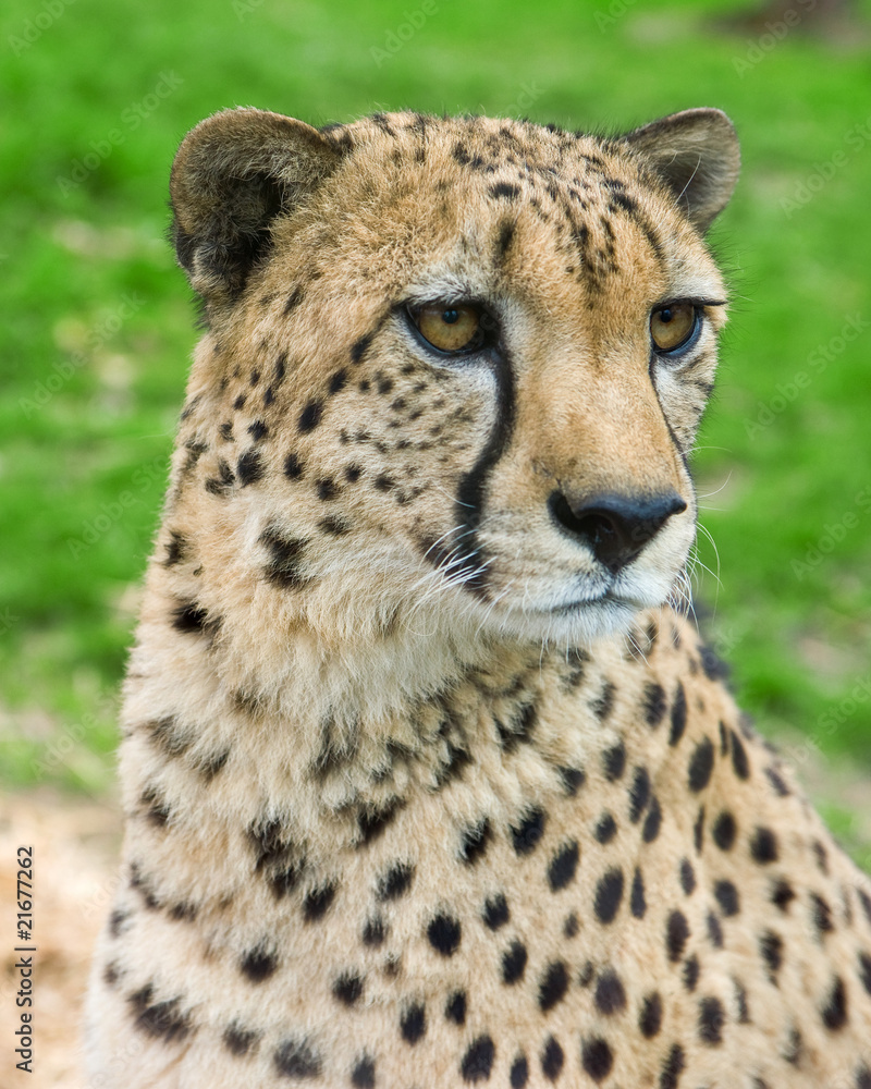 cheetah cheetah