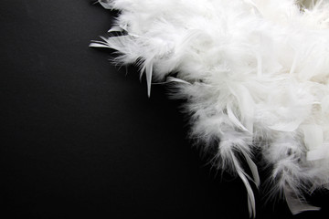 White feather on black background.