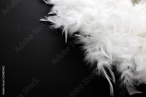 White feather on black background.