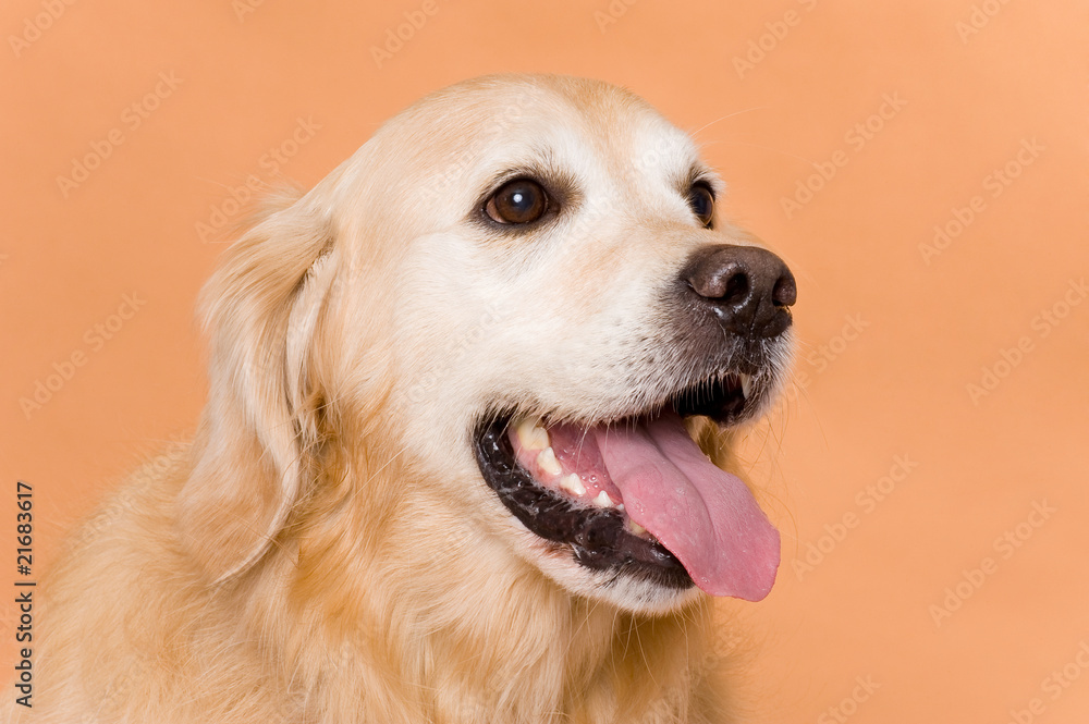 Golden Retriever Golden Retriever