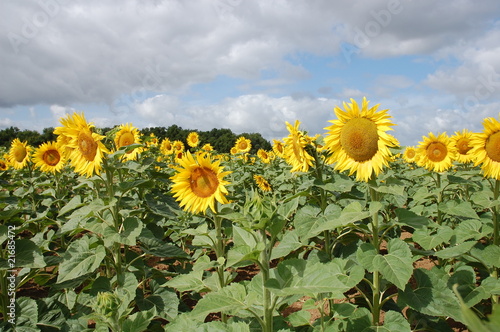 Sonnenblumen