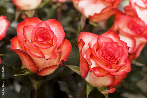 Beautiful fresh roses are collected in a bouquet
