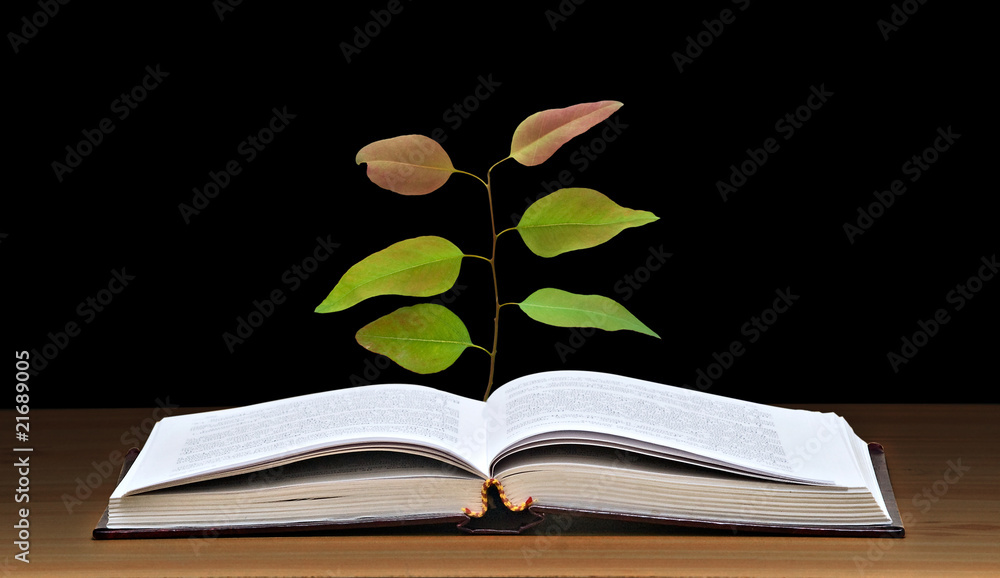 Tree growing from open book Tree growing from open book
