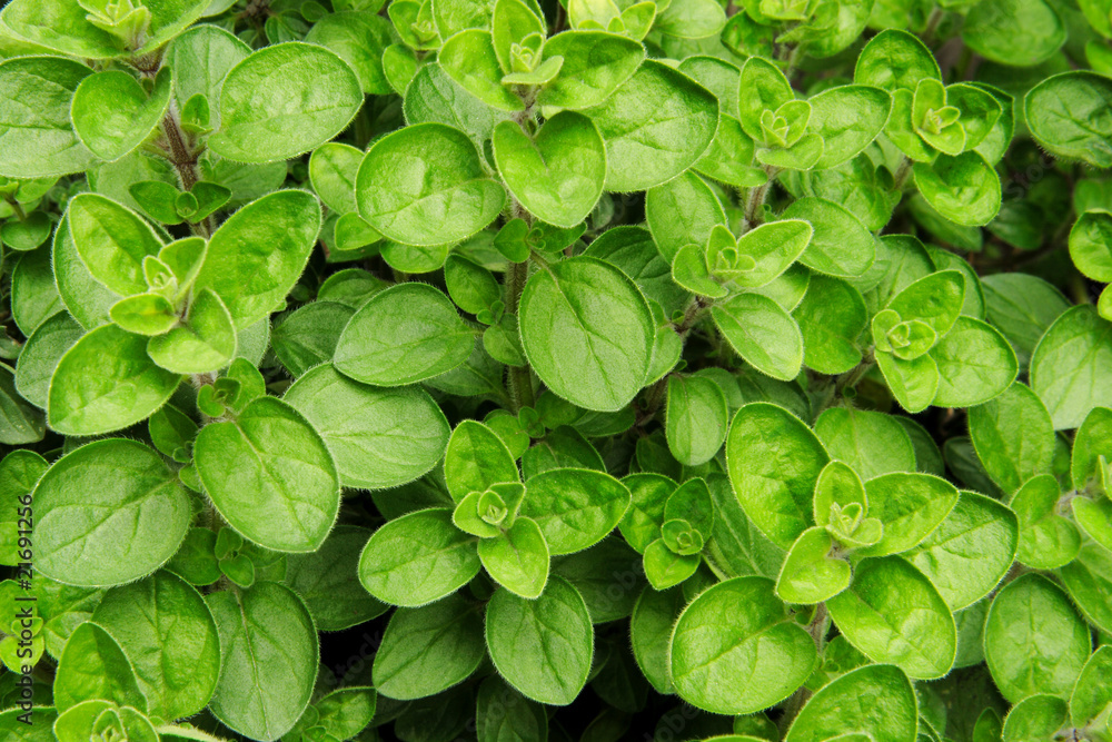 pianta di origano aromatico (origanum) pianta di origano aromatico (origanum)