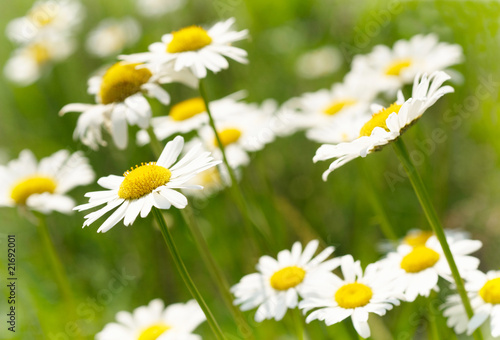 Camomile field.