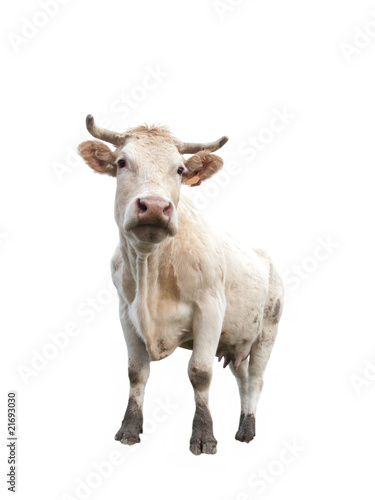 Cow on white