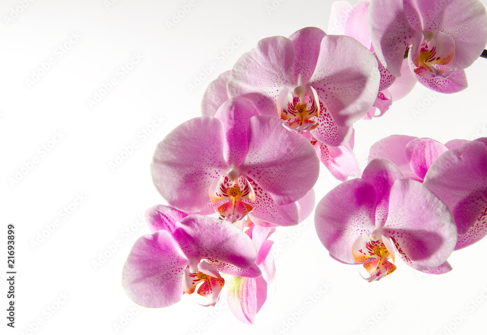 Fototapeta premium Orchidee