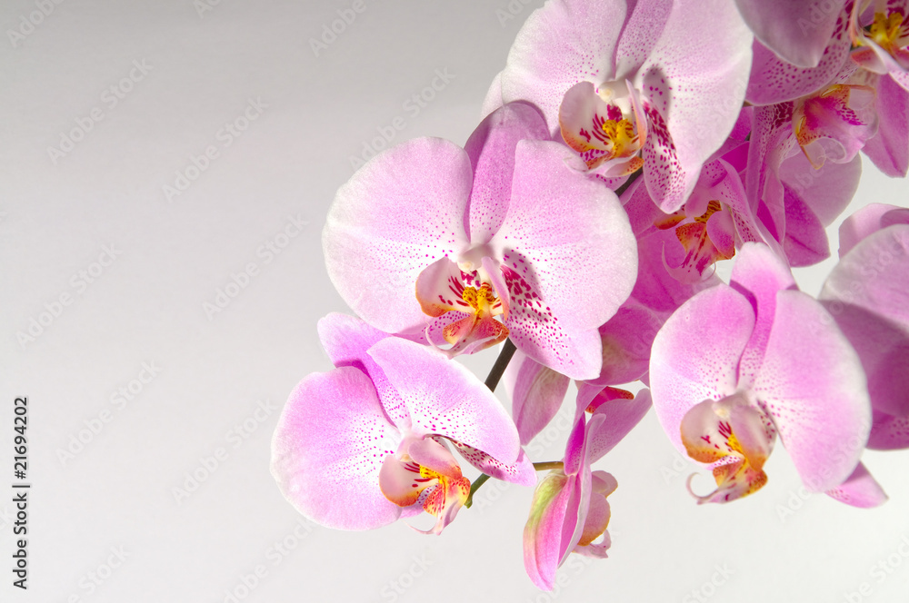 Orchidee Orchidee