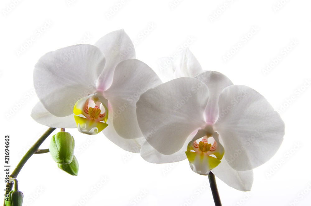 Orchidee Orchidee