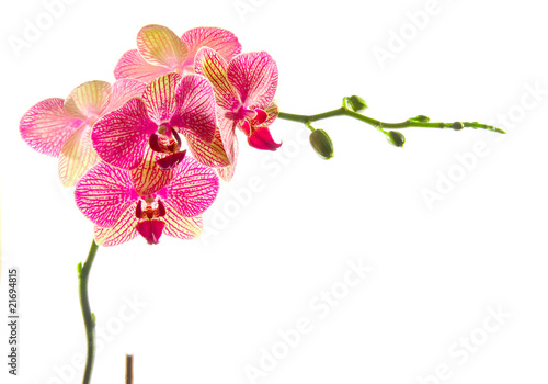 Orchidee