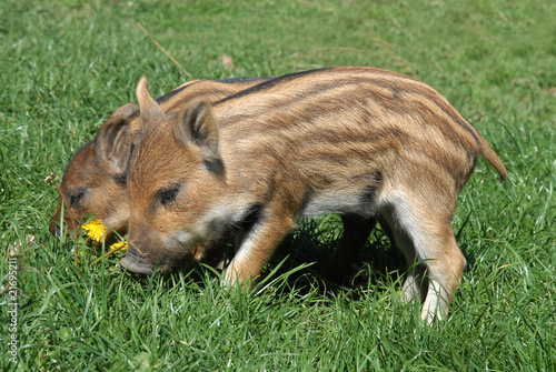 two young wild boar pigs