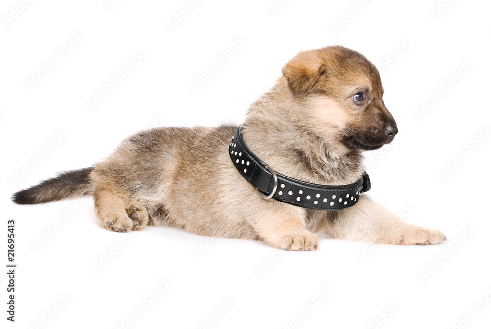 laying puppy isolated over white background