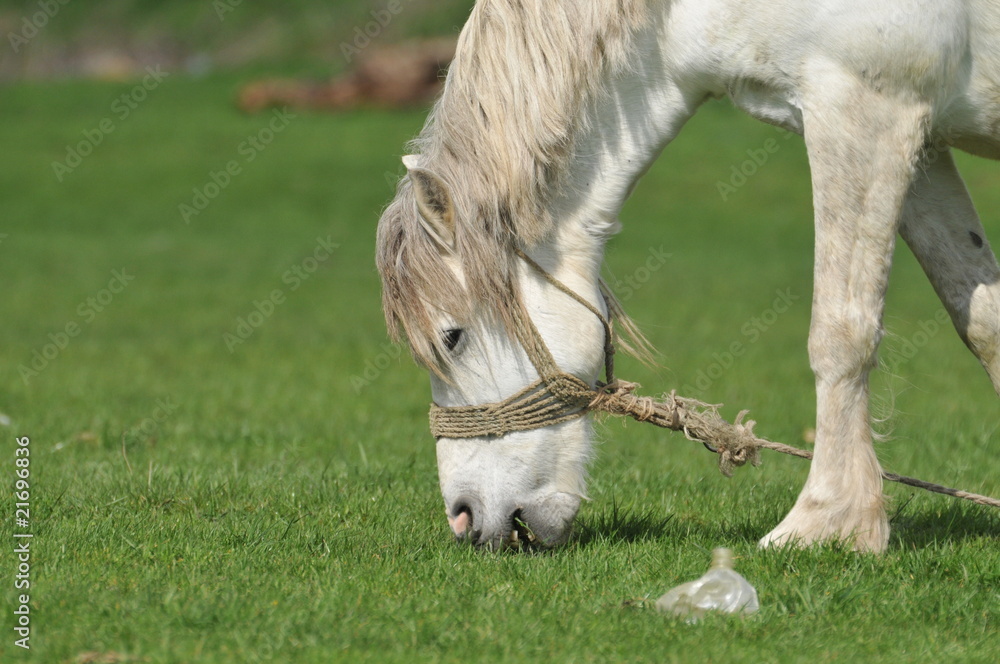 Obraz premium horse