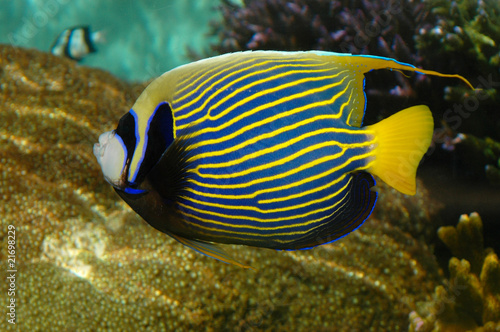 A bright tropical fish (Emperor Angelfish - Pomacanthidae)