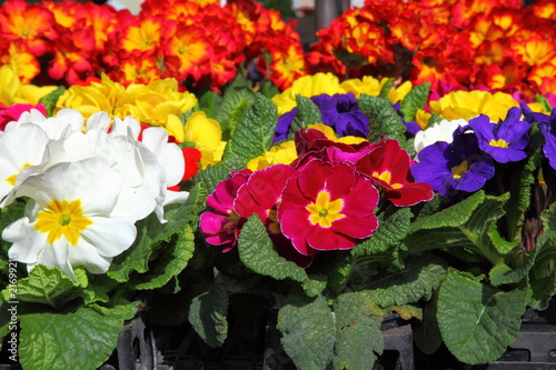 Fototapeta Naklejka Na Ścianę i Meble -  Frühling 2226