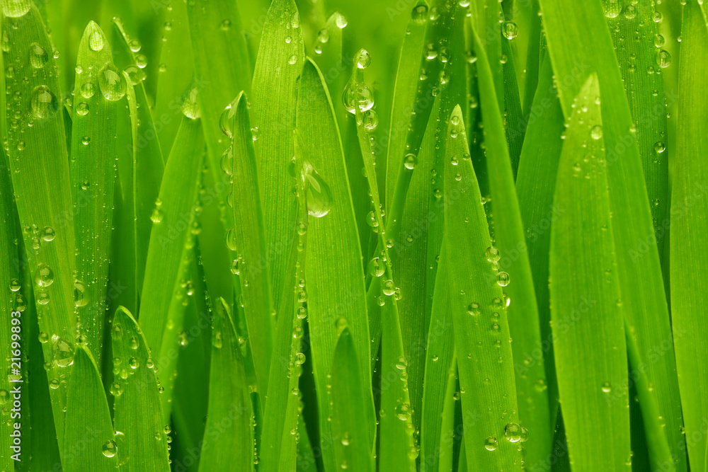 Green grass with dew drops. Green grass with dew drops.