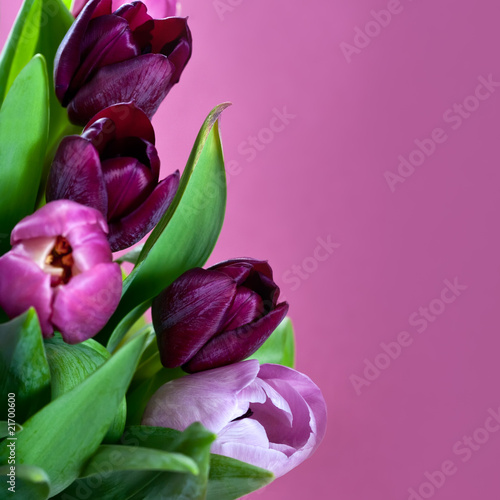 Pink tulips