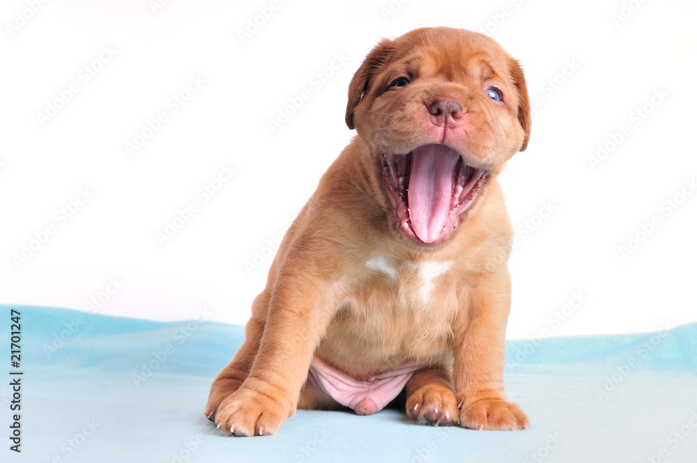 Obraz premium Cute Puppy Yawning