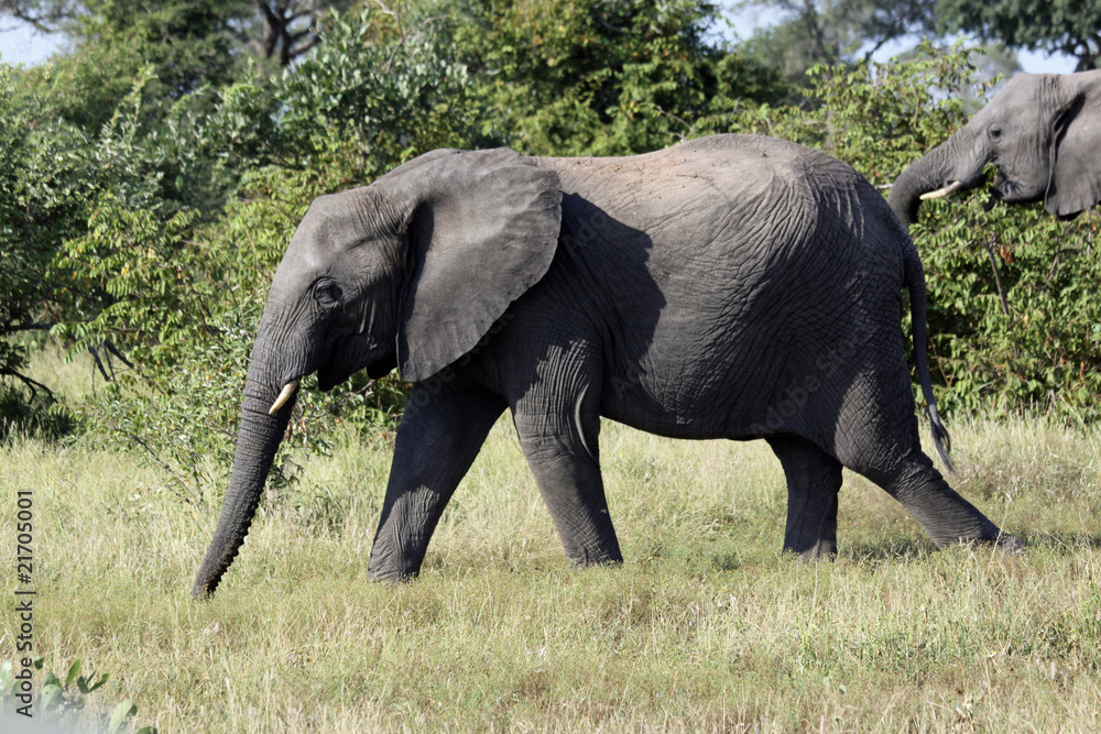 Elephant walking through grass