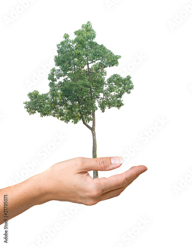 tree in hand as a symbol of nature protection