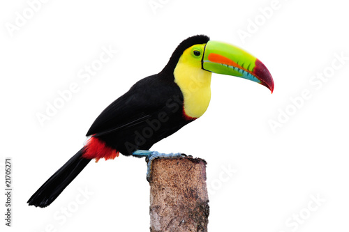 Keel Billed Toucan, from Central America. Isolated on White.