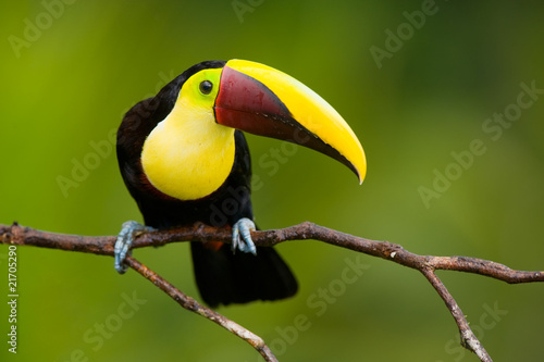 Chestnut-mandibled Toucan or Swainsons Toucan photo