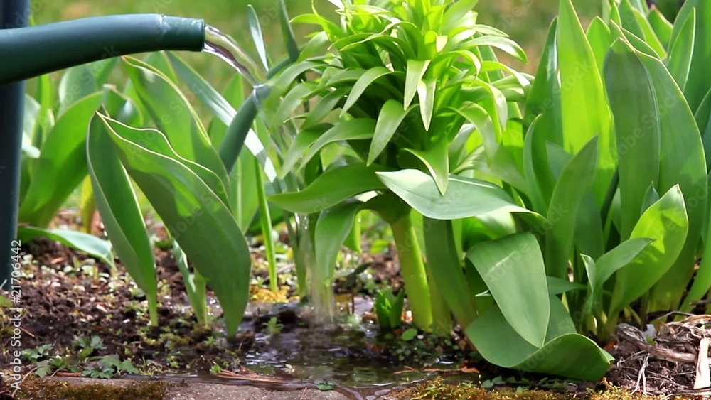 Pflanzen tränken / Video