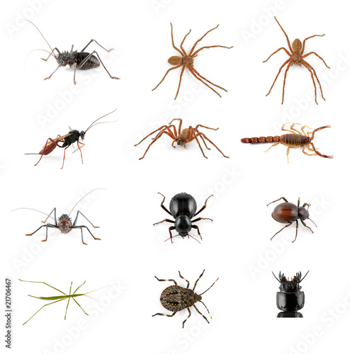 Insects, spiders and scorpion collection on white © EcoView