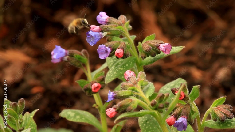 fleißige Biene / Video