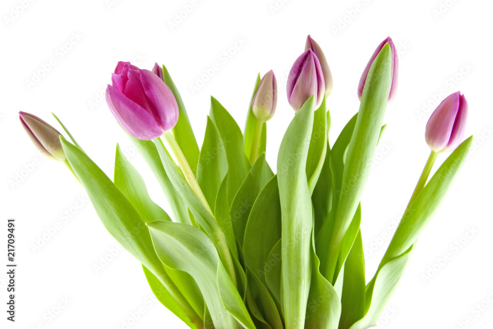 Bouquet of pink tulips in closeup over white background Bouquet of pink tulips in closeup over white background