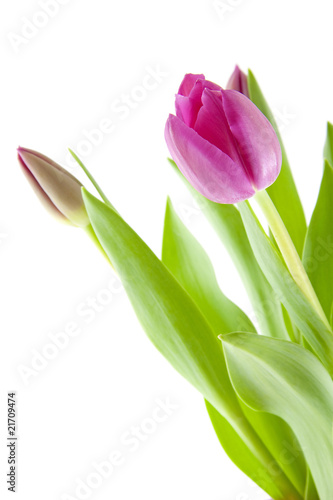 Pink tulips in closeup over white background
