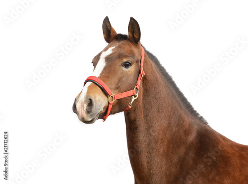horse isolated
