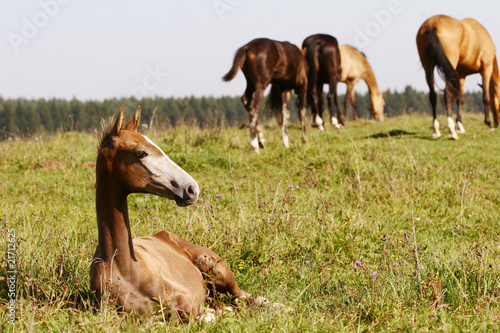 foal taking rest