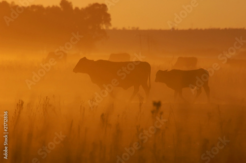 Cows © Chris Kruger