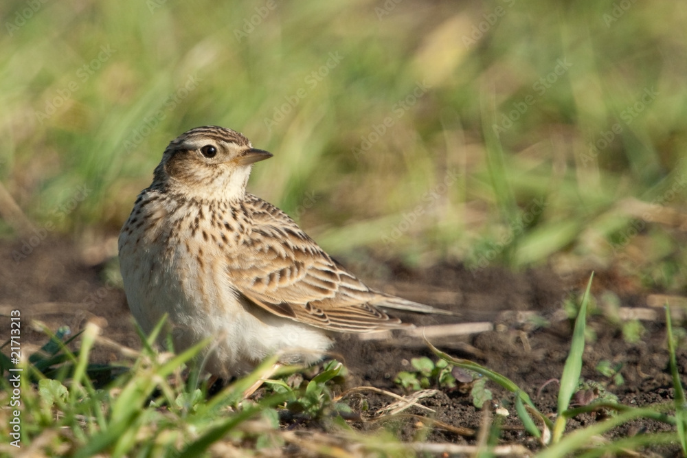 Feldlerche, Eurasian sky lark Feldlerche, Eurasian sky lark