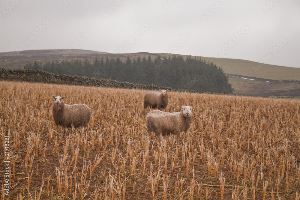 Fototapeta premium Sheep in a field