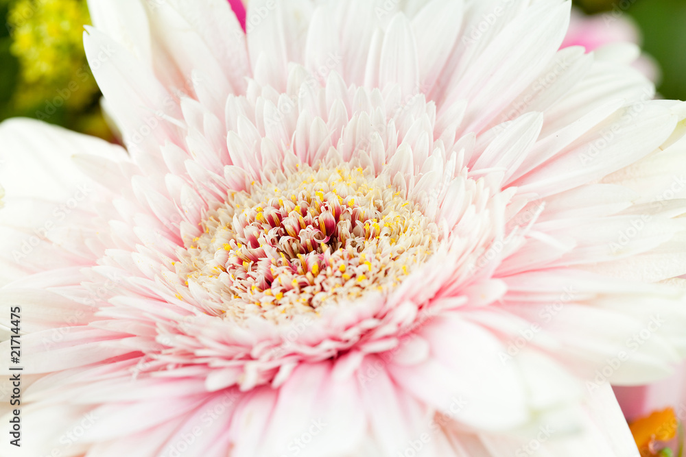 FIORE FIORE