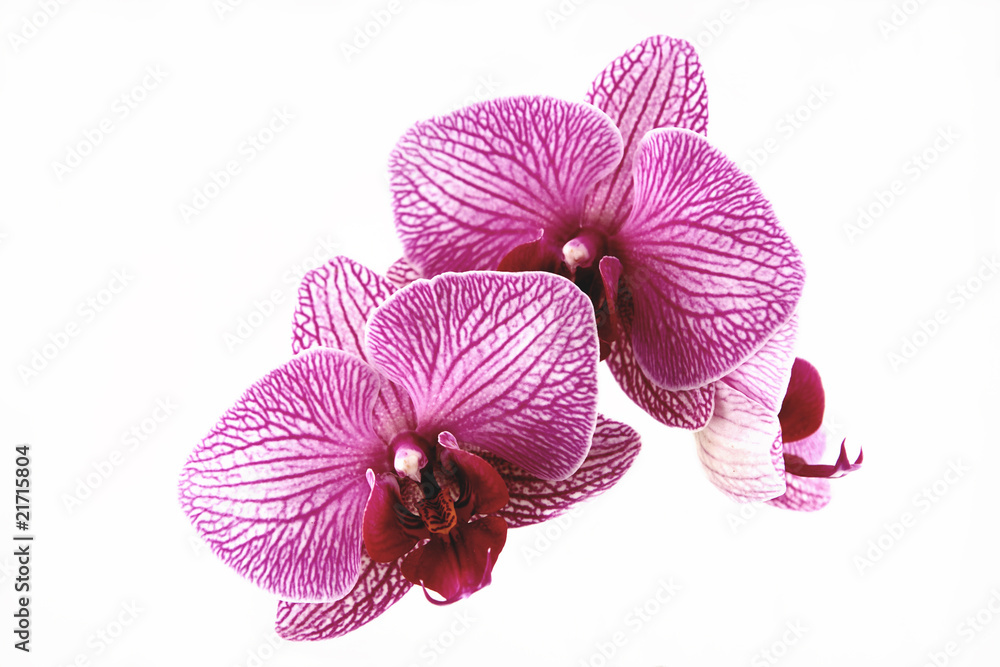 Pink orchid isolated on a white background Pink orchid isolated on a white background